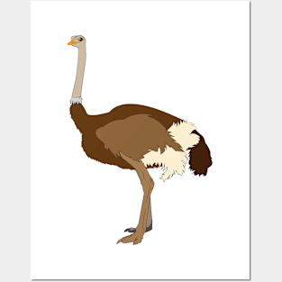 Ostrich Posters and Art